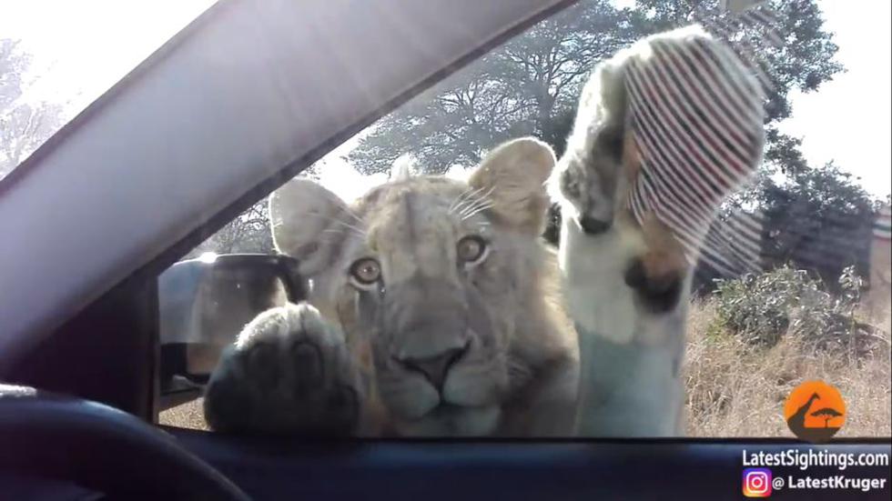Un león asustó a unos turistas en el Parque Nacional Kruger, Sudáfrica. (YouTube)