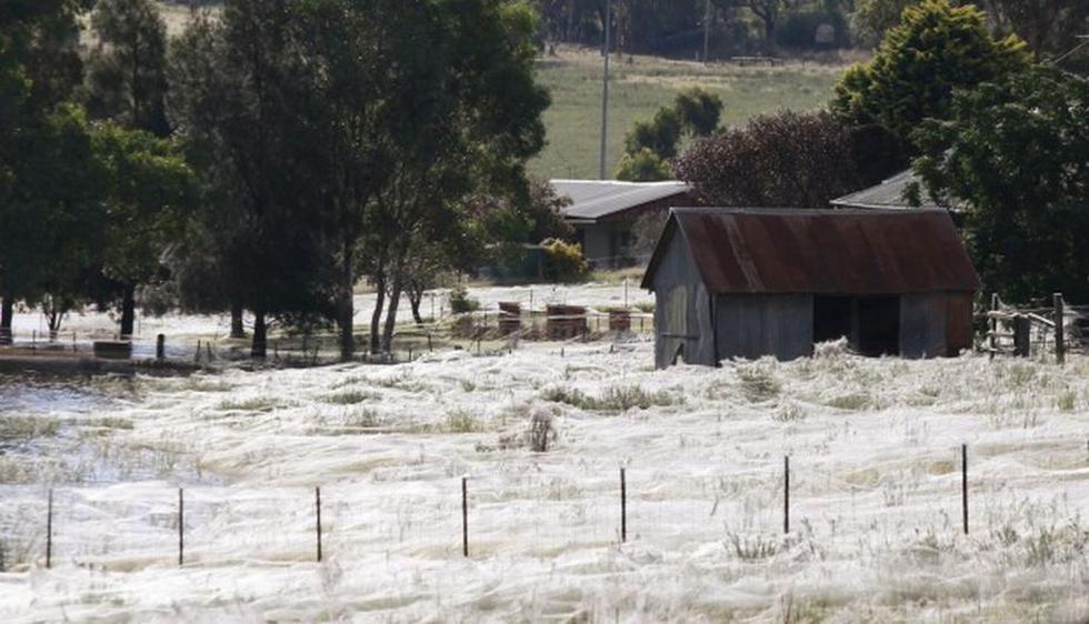 Así quedó la localidad de Goulburn por lluvia de arañas en Australia. (Reuters)