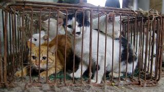 Cañete: Poder Judicial prohíbe matanza e ingesta de gatos en el ‘Curruñao’