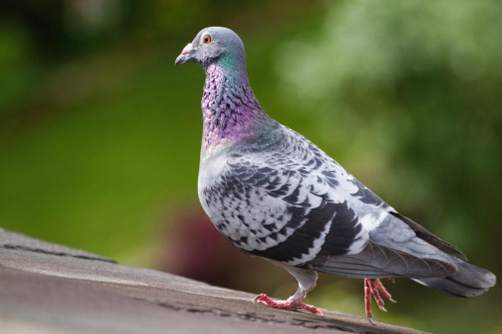Una paloma mensajera belga fue subastada en 1,25 millones de euros, un récord. (Getty)