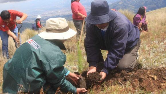 En la comunidad de Llacuarimpampa se instaló 2,500 plantones y una vez iniciado el periodo de lluvias se instalarán un total de 25 mil plantones. (Foto: Minagri)