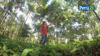 Fondo AgroPerú 2023: Mypes forestales no maderables de todo el país podrán acceder a financiamiento