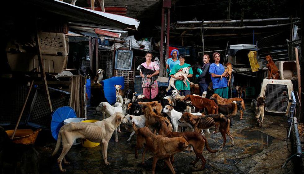 Venezuela: Así lucen las mascotas abandonadas por sus dueños debido a la crisis. (Carlos García Rawlins)