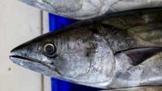 Produce autoriza reinicio de pesca de pejerrey desde el 26 de octubre