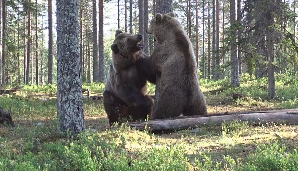 Captan desde un escondite "la mejor pelea de osos de la historia". El video es viral en Facebook. (Tero Pylkkänen)