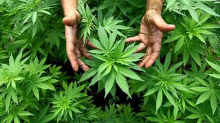 Comisión da el primer paso para el uso medicinal de Cannabis