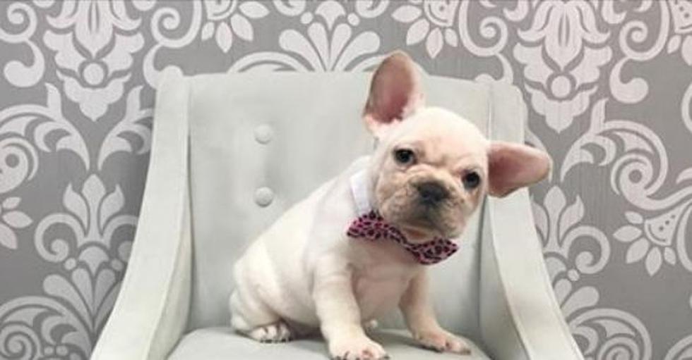 Un cachorro de la raza bulldog francés valorado en $6,000 dólares fue robado de una tienda del centro Fox Valley. (Facebook/@furrybabiesfoxvalley)