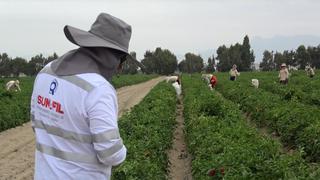 Más de 9 mil trabajadores agrarios de La Libertad fueron formalizados tras fiscalización de SUNAFIL