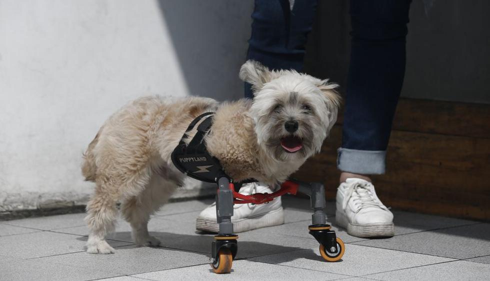 'Rayito' es un cachorro de raza mixta que nació sin patas delanteras. Hoy gracias a la prótesis en 3D del Dr. Omar Cavero puede caminar. (Renzo Salazar/Perú21)