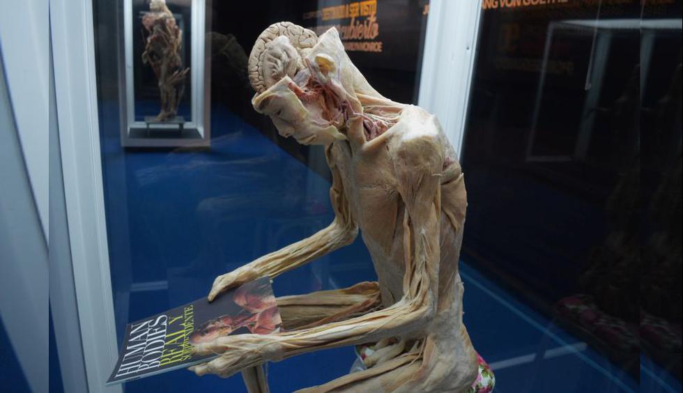 Exposición de cuerpos humanos reales