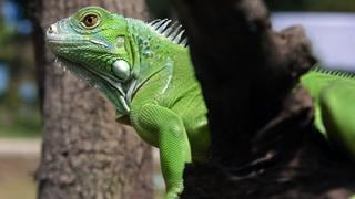 Investigadores golpean iguanas para solucionar el problema de sobrepoblaciónen Florida [FOTOS]