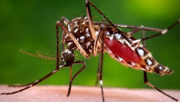 OMS señala que el Zika pierde terreno en Brasil y Colombia, principales países afectados por el virus (AP).