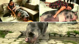 Brasil: ‘Mini Pig’ terminó por convertirse en cerdo de 250 kilos