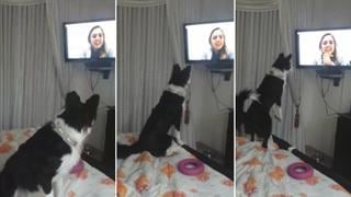 La conmovedora videollamada entre una mujer y su mascota tras estar separados 9 meses | VIDEO