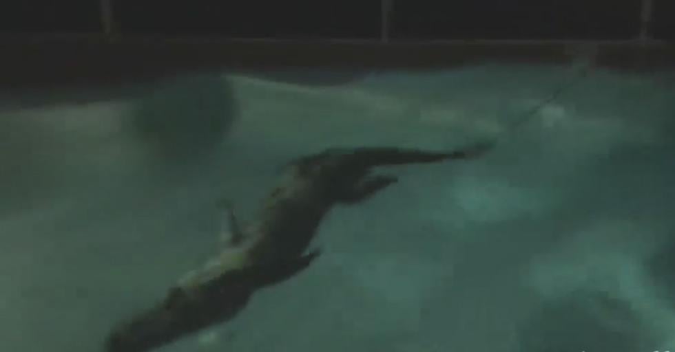 Patricia Carver, una residente del sur de la Florida, pasó ayer el susto de su vida cuando despertó y encontró un cocodrilo nadando en la piscina de su residencia.(Facebook/@SarasotaCountySheriff)