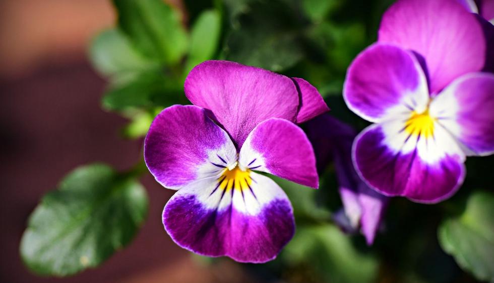 Seis plantas perfectas para dar color a tu hogar en el invierno | VIDA |  PERU21