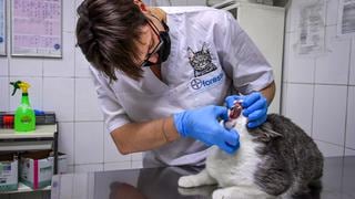Detectan el primer caso de gato con coronavirus en España