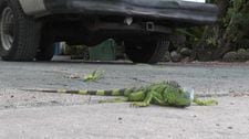 Tormenta invernal provoca “Lluvia de iguanas” en Estados Unidos