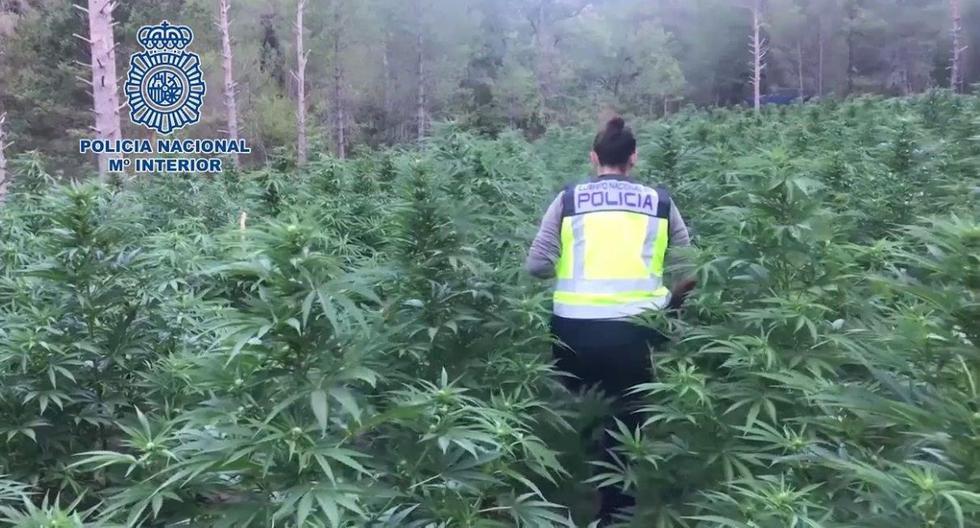 La policía estima que la banda exportó unas 4,2 toneladas de marihuana desde principios de 2018. (Foto referencial: Policía de España)