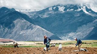 Fertilizantes: primer lote de urea llegará al Perú en julio