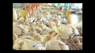 ¿Por qué Bolivia rechazó las 100 mil gallinas que Bill Gates le donó? [Video]