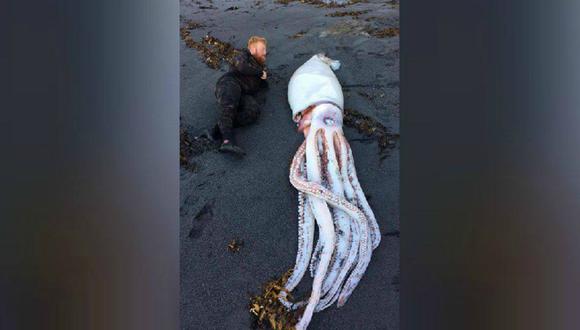 Criatura fue encontrada en las costas de la ciudad de Wellington, capital de Nueva Zelanda. (Foto: Facebook/OCEAN HUNTER Spearfishing &amp; Freediving Specialists)