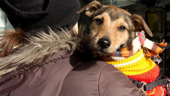 Bajas temperaturas generan estrés a los perros. (Internet)