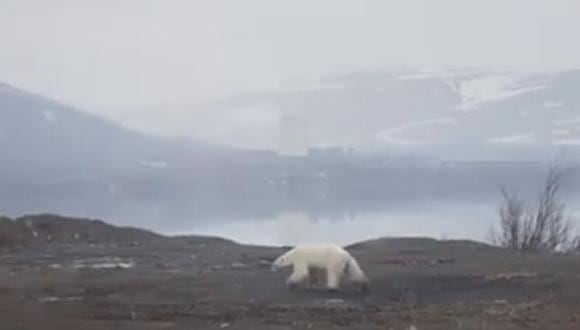 Las incursiones de oso polares que buscan comida son cada vez más frecuentes en el norte de Rusia. (Foto: Captura de video)