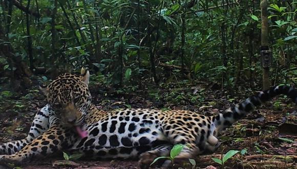 El jaguar o otorongo es una especie protegida. Foto: WWF Perú.