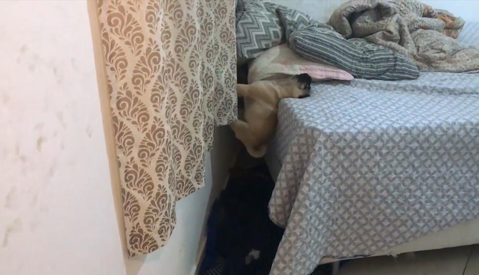 La peculiar técnica que un perro utilizó para subirse a una cama se hace viral en las redes sociales. (Foto: Facebook)