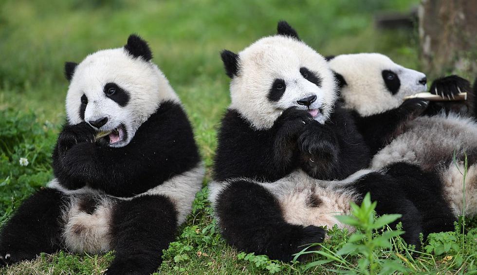 Cachorros de panda gigante comiendo en la Guardería de Panda Gigante en la base Shenshuping, China. (Foto: Xinhua)