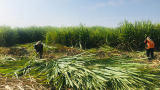 Ancash: culminan proyecto que promueve salud ocupacional para trabajadores de caña de azúcar en San Jacinto