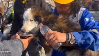 Terremoto en Turquía: Rescatan a perrito que estuvo atrapado bajo los escombros durante 3 semanas 