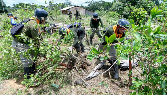Para el presente año se tiene como meta la erradicación de 25,000 hectáreas de cultivos ilegales de coca. (Fotos: Mininter)