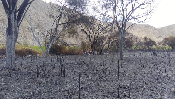 Áncash: Bomberos extinguieron las llamas del incendio forestal en Huarmey (Foto: COER)