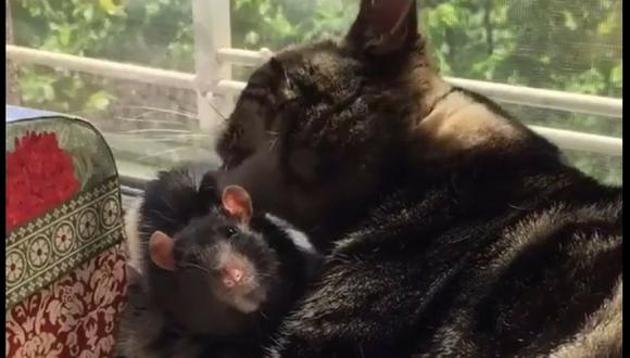 Un video de Instagram ha dejado sorprendidos a muchos usuarios. Este presenta la buena relación que tienen un gato y una rata. (Captura)