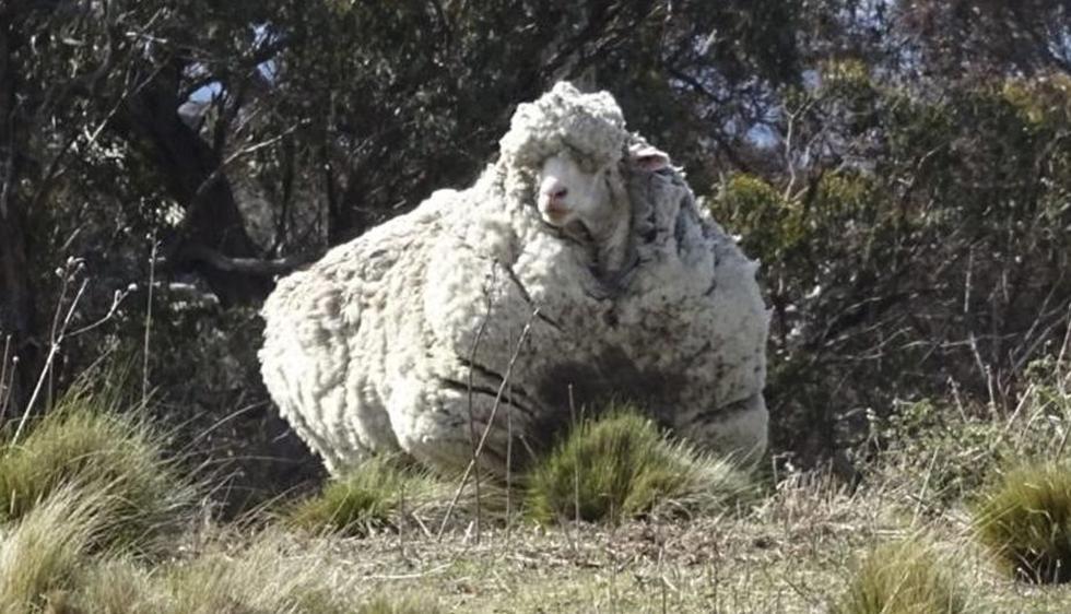 Chris, la oveja gigante que tenía más de 40 kilos de lana. (EFE)