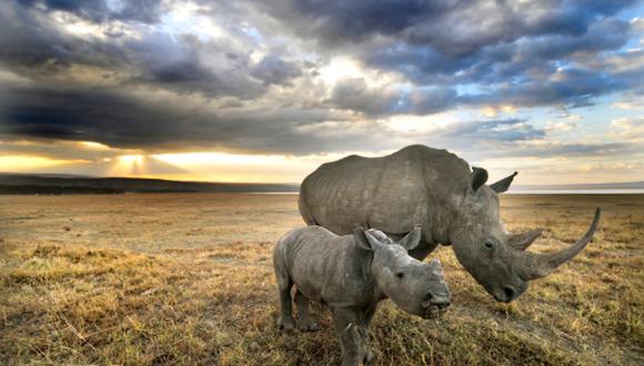 Científicos se convierten en falsificadores para salvar al rinoceronte de la extinción. (Getty)