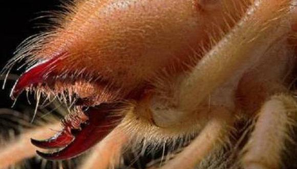 La araña camello se caracteriza por tener una mandíbula letal para sus presas y tener un carácter agresivo. (Foto: Infobae).