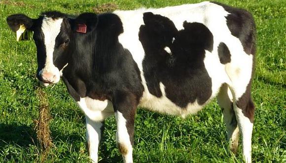 Daisy, que no tiene cola, se cría junto a otras vacas. (AgResearch)