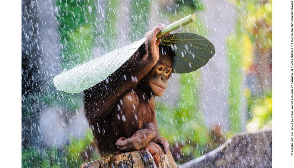 ‘Orangutan in The Rain’ (Orangután en la lluvia), por Andrew Suryono.