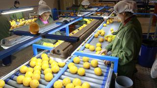 China ya saborea las naranjas y mandarinas peruanas