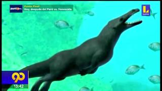 Egipto: Hallan fósil de ballena con 4 patas de hace 43 millones de años
