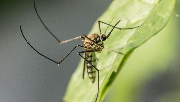 Pocas visitas son tan indeseadas en el verano como la de los mosquitos o zancudos. (Foto: Pexels)