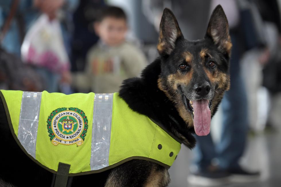 Colombia: 'Sombra', la perra desplazada por la violencia del narcotráfico. (AFP)