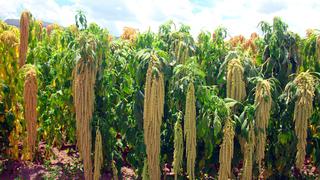 Ayacucho: presentan nuevas variedades de quinua y kiwicha para hacer frente a la pandemia