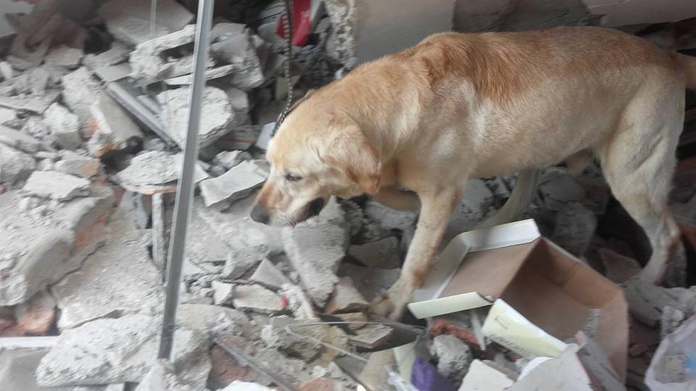 Dayko: el perro que salvó vidas antes de perder la suya tras terremoto en Ecuador. (Facebook Bomberos de Ibarra)