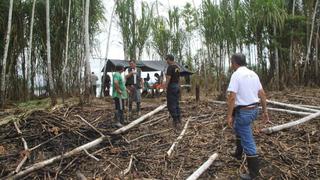 Defensoría insta al Estado a tomar acciones frente a la tala ilegal que amenaza a comunidades indígenas 