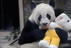 Se murió el panda más viejo del mundo [VIDEO]
