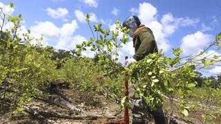 El Estado baja la guardia ante los cultivos de hoja de coca ilícita